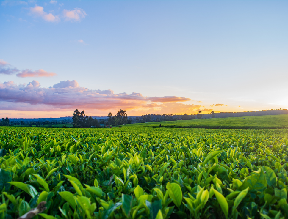 Agriculture 